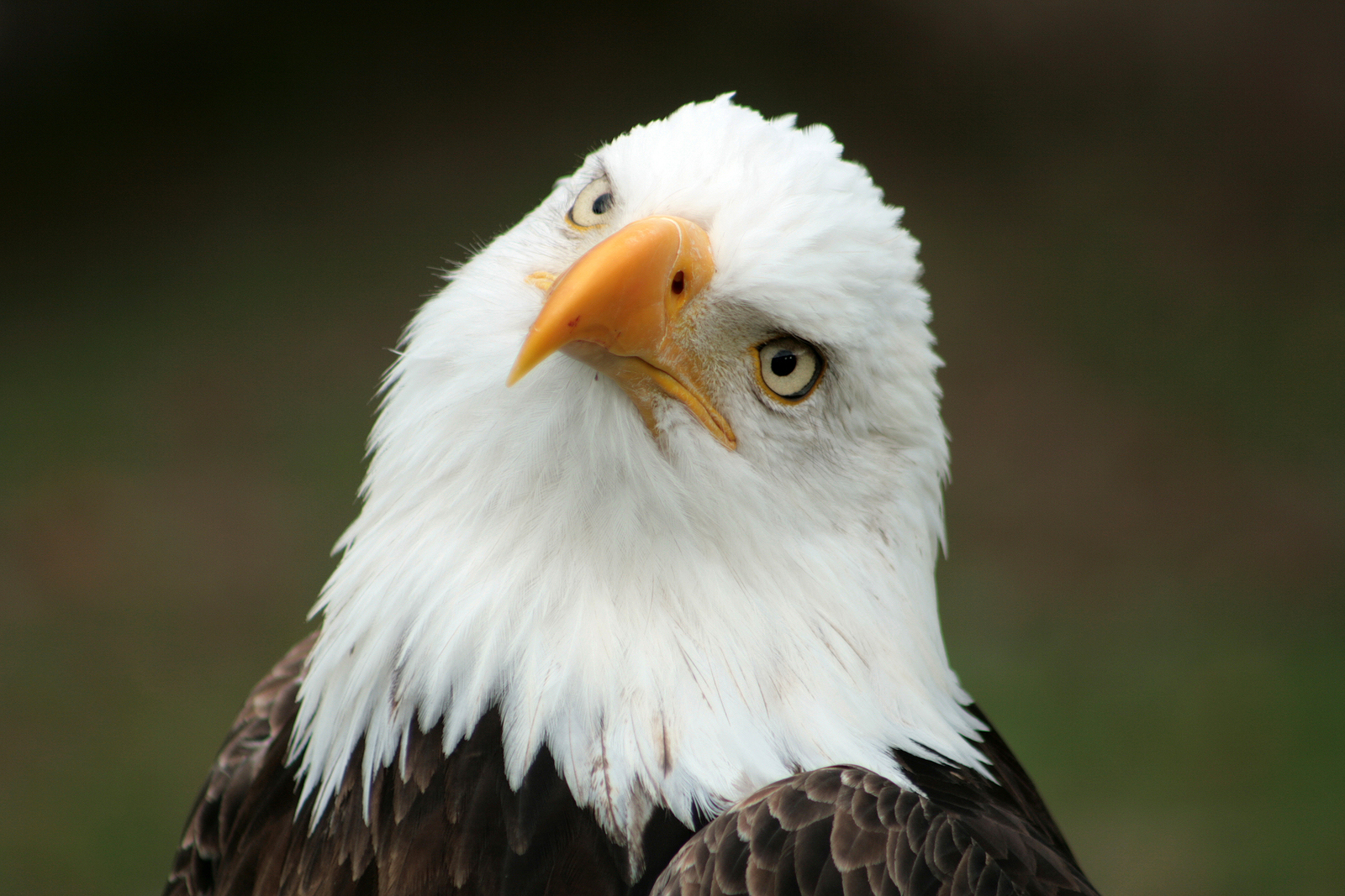 curious bald eagle